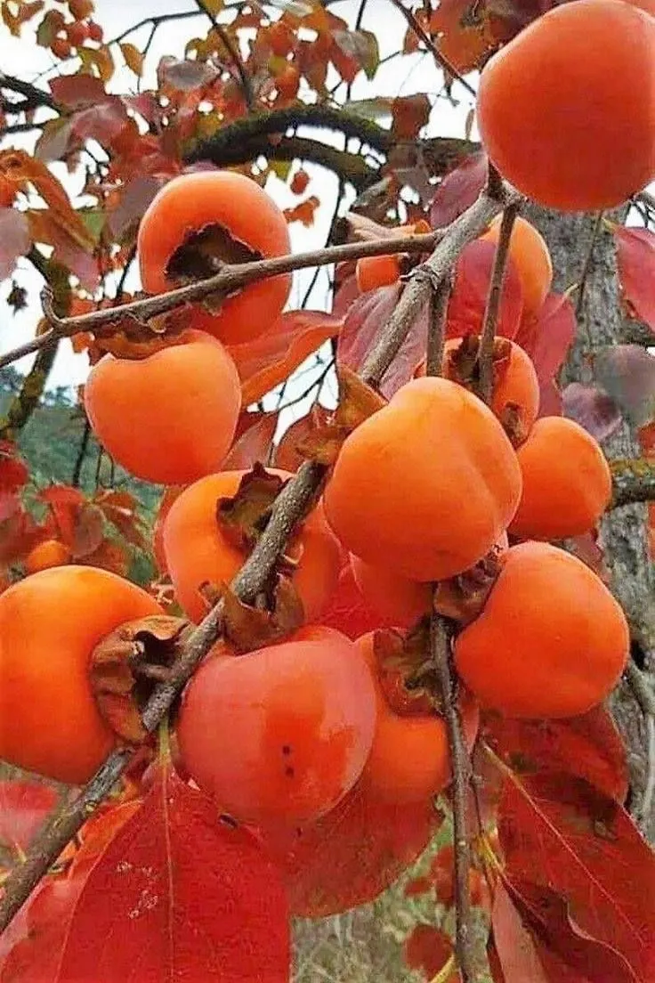 Спелая хурма на ветке с осенними листьями